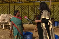 Stray Cattle Menace In Uttar Pradesh: A Ground Report Stray Cattle Menace In Uttar Pradesh: A Ground Report