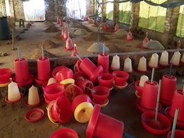 Bird Flu Scare: 25,000 Poultry To Be Culled In Maharashtra, Don't Panic, Say Officials Bird Flu Scare: 25,000 Poultry To Be Culled In Maharashtra, Don't Panic, Say Officials