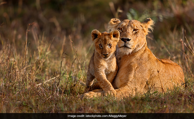 Lion, Cub Found Dead In Gujarat's Gir Forest