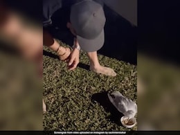 Watch: Sachin Tendulkar Helps Rescue Injured Bird Watch: Sachin Tendulkar Helps Rescue Injured Bird