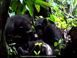 वैज्ञानिकों ने किया चौंकाने वाला दावा, कीड़े को मार चिंपांजी ने भरा घाव...देखें वीडियो वैज्ञानिकों ने किया चौंकाने वाला दावा, कीड़े को मार चिंपांजी ने भरा घाव...देखें वीडियो