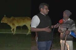 Caught On Camera: Stray Cattle Terror In Uttar Pradesh Caught On Camera: Stray Cattle Terror In Uttar Pradesh