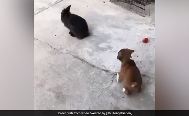 Viral Video: ख़रगोश की नकल करने लगा ये Puppy, वीडियो देख लोटपोट हो जाएंगे आप