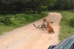 Dog Scares Away Deadly Leopard In Shocking Video Dog Scares Away Deadly Leopard In Shocking Video