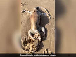 ऑस्ट्रेलिया में समुद्र किनारे मिला अजीबोगरीब जीव, Video को देख आंखों पर नहीं होगा यकीन ऑस्ट्रेलिया में समुद्र किनारे मिला अजीबोगरीब जीव, Video को देख आंखों पर नहीं होगा यकीन