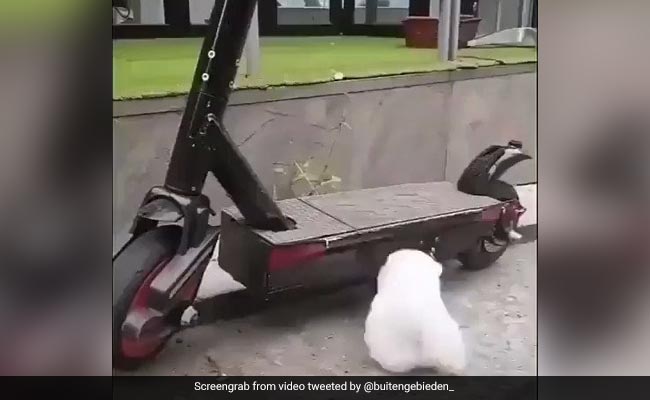 Scooter की सवारी करना चाहता है ये छोटा डॉग, वीडियो देख आप कहेंगे- थोड़ा और बड़ा हो जाओ