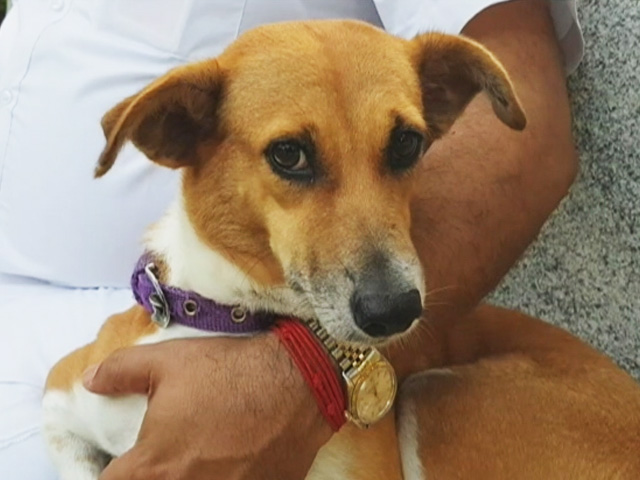 Rs. 20 Crore Allocation For Abandoned Animals In Tamil Nadu Budget