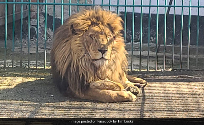 In Remarkable Rescue Op, Man Evacuates Lion And Wolf From Ukraine In Bus