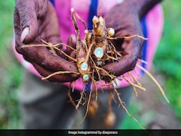 काली हल्दी सेहत और सुंदरता दोनों के लिए है बेहद गुणकारी, मिलते हैं ये कमाल के 6 फायदे  काली हल्दी सेहत और सुंदरता दोनों के लिए है बेहद गुणकारी, मिलते हैं ये कमाल के 6 फायदे