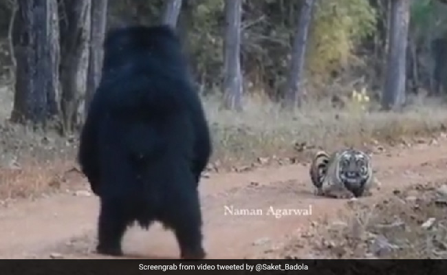 "Baloo And Sher Khan": Bear-Tiger Stare Down Delights Internet