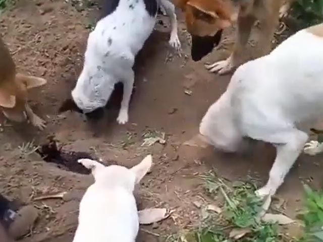 वायरल : कुत्तों ने अपने दोस्त को दफनाया, वीडियो में कैद हुआ ये पल