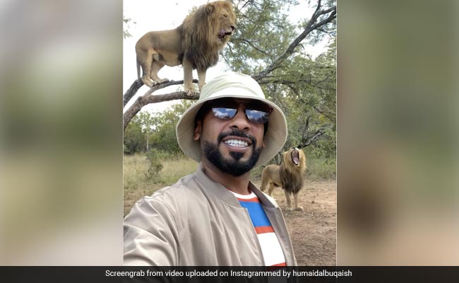 बब्बर शेर के पास खेड़ होकर Selfie ले रहे शख्स का VIDEO वायरल, लोग बोले- गजब दोस्ताना लगता है