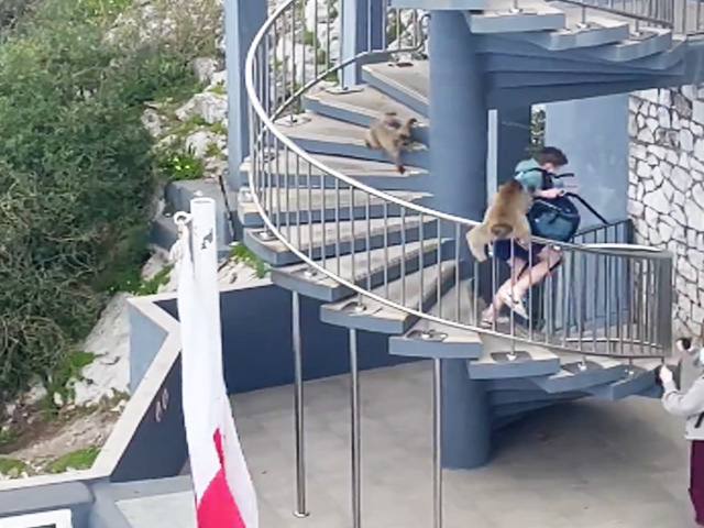 Monkeys Terrorise Tourists In Viral Video