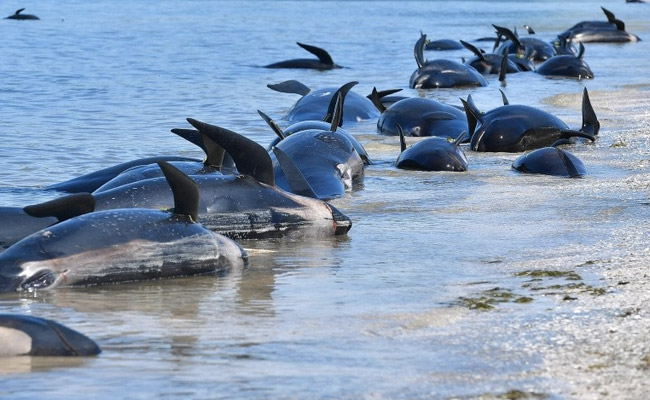 230 Pilot Whales Stranded In Australia, "About Half" Feared Dead