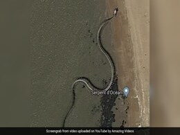 Giant 'Snake Skeleton' On Google Maps Sparks Titanoboa Theories, But... Giant 'Snake Skeleton' On Google Maps Sparks Titanoboa Theories, But...