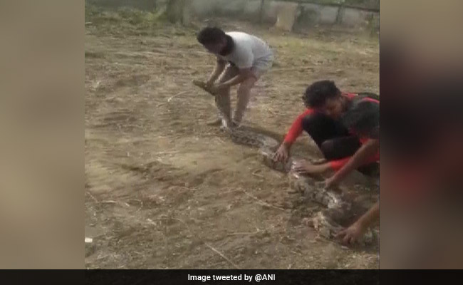 Python Rescue: Latest News, Photos, Videos on Python Rescue - NDTV.COM