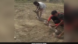 10-Feet-Long Python To Undergo Plastic Surgery To Recover From Wounds, Fractures