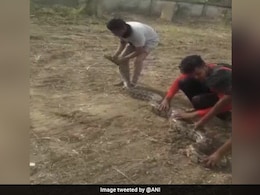 10-Feet-Long Python To Undergo Plastic Surgery To Recover From Wounds, Fractures