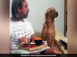 मालिक को लजीज खाना खाते देख नौटंकीबाज़ Doggy के मुंह में आया पानी, VIDEO देख छूट जाएगी हंसी मालिक को लजीज खाना खाते देख नौटंकीबाज़ Doggy के मुंह में आया पानी, VIDEO देख छूट जाएगी हंसी
