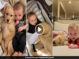 एक मिनट के लिए भी बच्चे को आंखों से ओझल नहीं होने देता यह Doggy, मम्मी-पापा से भी ज्यादा रखता है ख्याल एक मिनट के लिए भी बच्चे को आंखों से ओझल नहीं होने देता यह Doggy, मम्मी-पापा से भी ज्यादा रखता है ख्याल