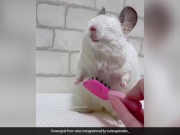 Viral Video: बालों में कंघी करवाता दिखा ये क्यूट सा चूहा, वीडियो में देखिए उसके नखरे Viral Video: बालों में कंघी करवाता दिखा ये क्यूट सा चूहा, वीडियो में देखिए उसके नखरे