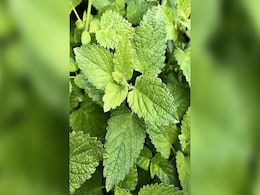 Benefits of Mint : पुदीने के पत्ते बस ऐसे खाना कर दें शुरू, फिर देखिए Acidity और वजन कैसे होता है कम Benefits of Mint : पुदीने के पत्ते बस ऐसे खाना कर दें शुरू, फिर देखिए Acidity और वजन कैसे होता है कम