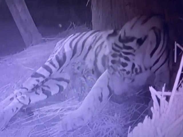 Tigress 'Sheela' Gives Birth To 5 Cubs At Bengal Safari Park