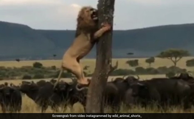 "Hunter Becomes Hunted": Video Of Lion Climbing Tree Near Buffalo Herd Delights Internet