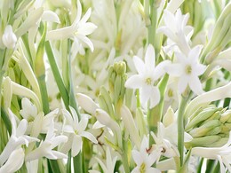 Vastu Shastra के अनुसार घर में इस दिशा में लगाएं रजनीगंधा का पौधा, घर में आता है पैसा और बढ़ता है मान Vastu Shastra के अनुसार घर में इस दिशा में लगाएं रजनीगंधा का पौधा, घर में आता है पैसा और बढ़ता है मान