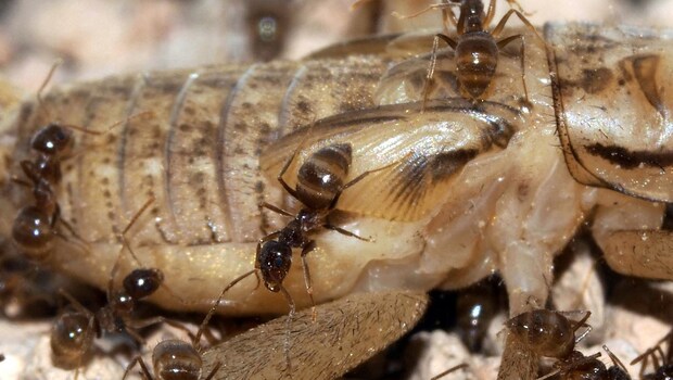 US Scientists Find Killer Fungus To Tackle Invasive Ants Issue In Texas