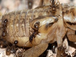 US Scientists Find Killer Fungus To Tackle Invasive Ants Issue In Texas US Scientists Find Killer Fungus To Tackle Invasive Ants Issue In Texas