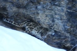 Watch: Rare Snow Leopard Sighted In Spiti Valley Of Himachal Pradesh Watch: Rare Snow Leopard Sighted In Spiti Valley Of Himachal Pradesh
