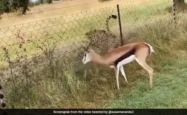 Video Captures Moment When Cheetah Attacks A Deer. But There's A Twist