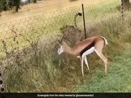 Video Captures Moment When Cheetah Attacks A Deer. But There's A Twist Video Captures Moment When Cheetah Attacks A Deer. But There's A Twist