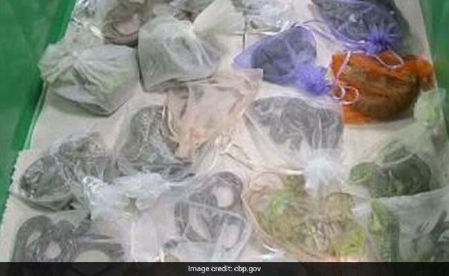 52 Snakes And Lizards Found Hidden In Man's Clothing By Customs Officers