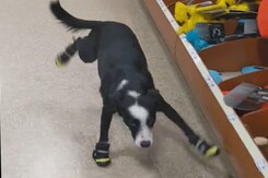 A Dog Tries On Shoes. Video Will Leave You In Stitches A Dog Tries On Shoes. Video Will Leave You In Stitches