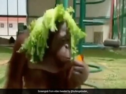 मस्तमौला चिंपांजी दादा का वीडियो देख लोगों ने कहा- दिल तो जीत लिया, अब क्या जान भी लोगे! मस्तमौला चिंपांजी दादा का वीडियो देख लोगों ने कहा- दिल तो जीत लिया, अब क्या जान भी लोगे!