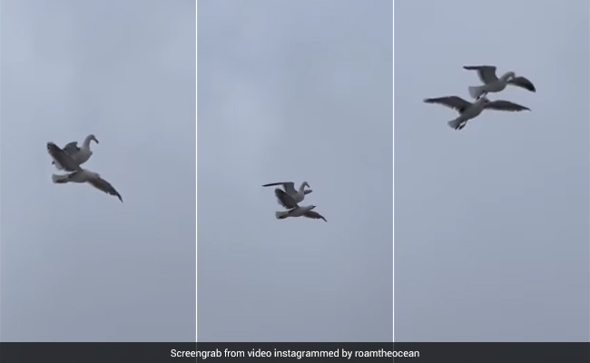 फिल्मी सीन की तरह हवा में स्टंट करते पक्षियों का  Video हुआ वायरल, हैरान कर देगी ये दोस्ती
