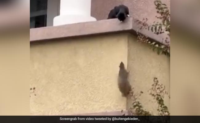 गिलहरी छत पर चढ़ना चाहती थी, बिल्ली रोक रही थी, दोनों के बीच युद्ध देखकर हंसी आ जाएगी