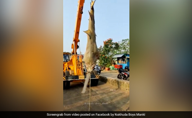 Video: Rare Carpenter Shark Caught Off Karnataka Coast