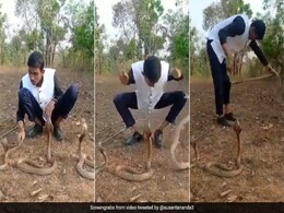 फन फैलाए बैठे थे 3 कोबरा, स्टंट के चक्कर में पड़ गए लेने के देने, Video देख आंखें रह जाएंगी फटी की फटी फन फैलाए बैठे थे 3 कोबरा, स्टंट के चक्कर में पड़ गए लेने के देने, Video देख आंखें रह जाएंगी फटी की फटी