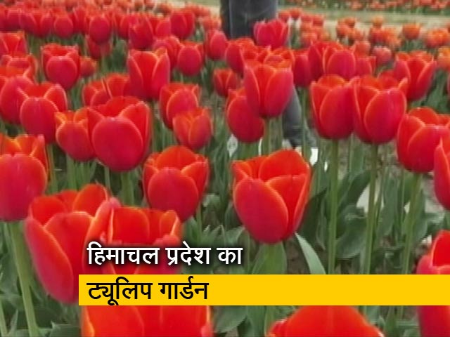 हिमाचल प्रदेश के पालमपुर में ट्यूलिप गार्डन बना आकर्षण का केंद्र, देखिए ये रिपोर्ट