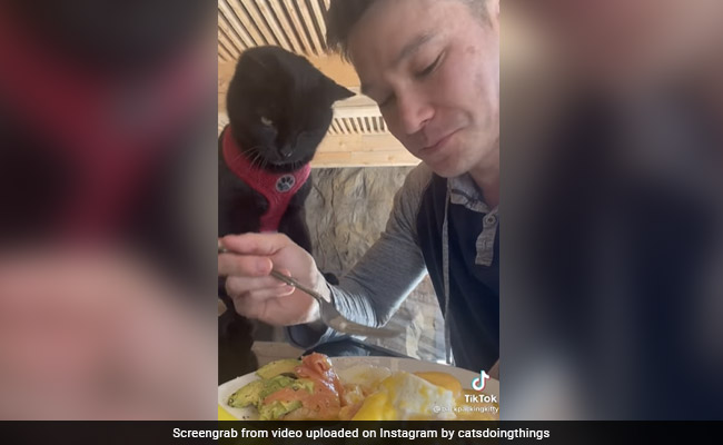 खाना चुराने के लिए बिल्ली ने चली गजब चाल, भटकाया शख्स का ध्यान, फिर ऐसे पूरा किया मिशन - देखें Video