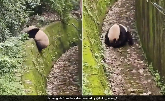 Panda Tumbles Down In The Cutest Way Possible, Video Goes Viral