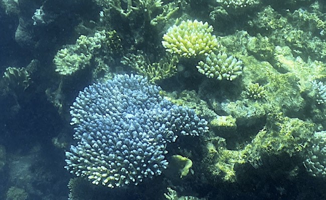 91% Of Great Barrier Reef Suffers Coral Bleaching Following Heatwave In Australia