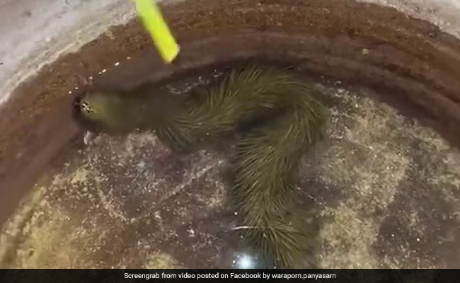 Mysterious 'Furry Green Snake', Found In Thailand Swamp, Shocks Locals