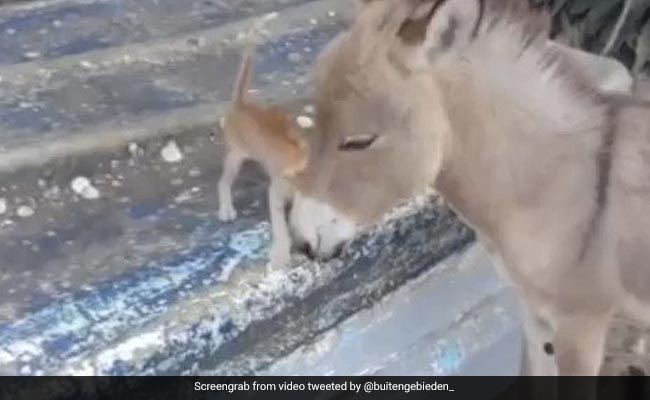 बिल्ली मौैसी और गधा बन गए हैं यार, वीडियो देख लोगों ने कहा- दोनों में है प्यार!