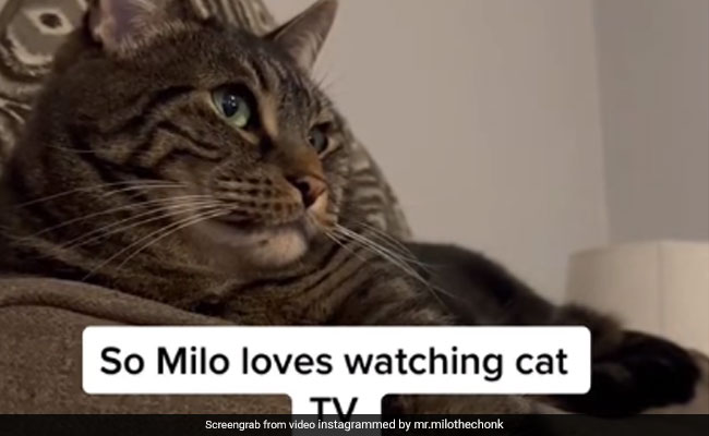 बिल्ली बड़े शौक से देखती है TV, जब कोई बदल देता है चैनल, गुस्से में करती है ऐसी हरकत - देखें Video