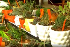 Tamil Nadu Teacher Runs First Cactus Museum In Coimbatore Tamil Nadu Teacher Runs First Cactus Museum In Coimbatore