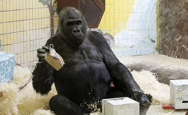 युद्ध के कारण यूक्रेन के चिड़ियाघर में 4 हजार जानवरों के सामने भोजन की संकट, कहां जाएंगे ये?